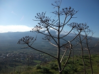 Monte Mojo